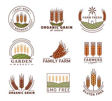 Buğday başakları, arpa ya da çavdar darı, vektör tarım amblemleri. Organik bahçe pazarı ve glütensiz veya ekmek veya tahıl ürünleri ve bira fabrikası için GDO 'suz etiketler