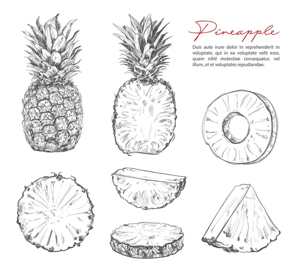 Bosquejo Piña Vector Frutas Tropicales Piña Ananas Extraídas Mano Vintage — Archivo Imágenes Vectoriales