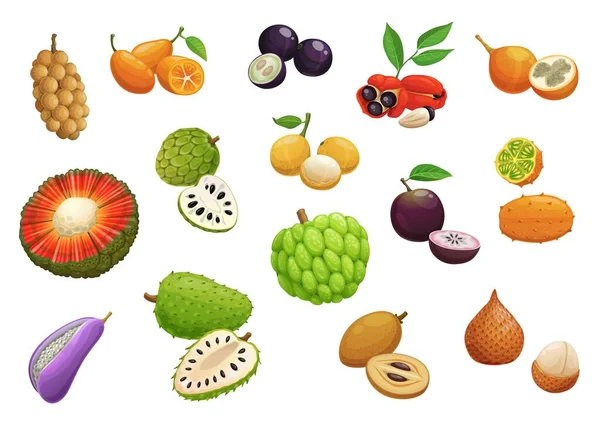 Dibujos Animados Exóticas Frutas Tropicales Crudas Longkong Aislado Hala Cherimoya — Vector de stock