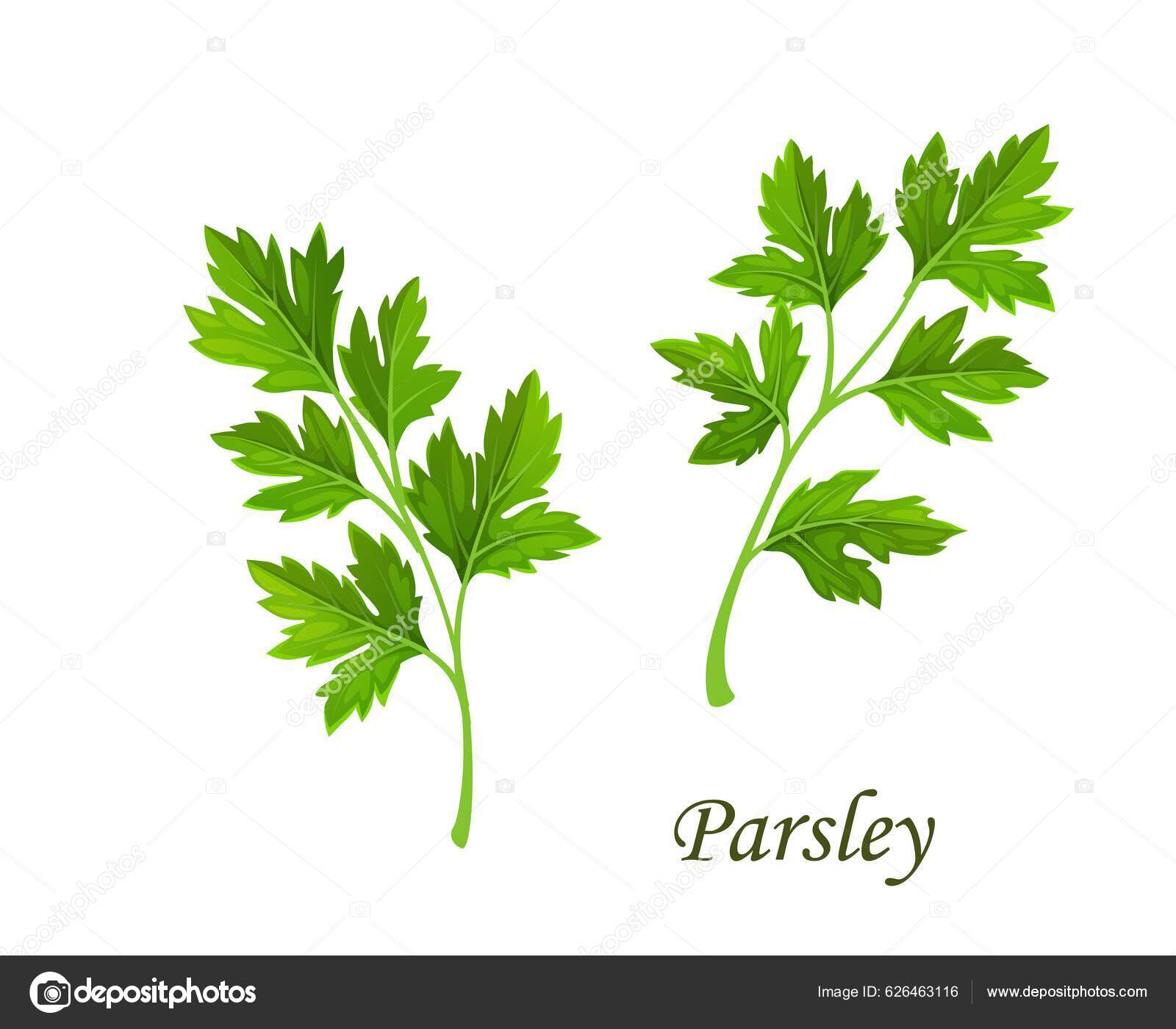 https://st5.depositphotos.com/1020070/62646/v/1600/depositphotos_626463116-stock-illustration-parsley-greenery-isolated-vector-cilantro.jpg