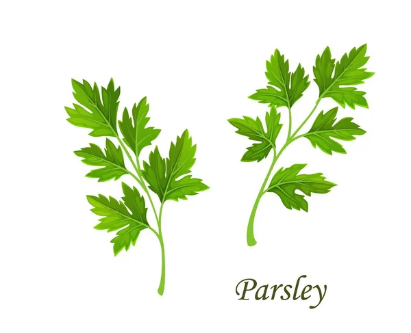 Parsley Greenery Isolated Vector Cilantro Coriander Garden Spices Branch Leaves — Stock Vector
