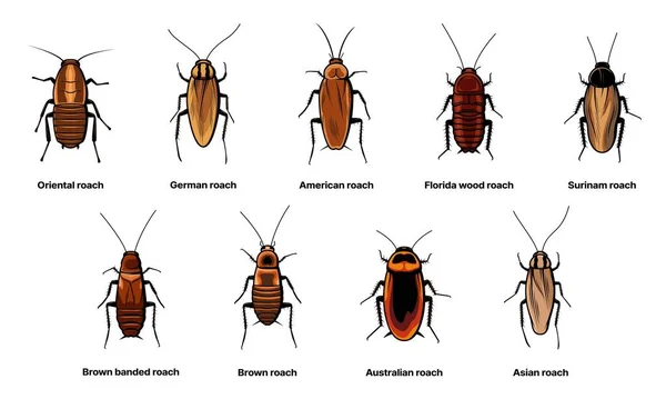 Cockroach Set Insect Roach Bug Species Icons Vector Biology Zoology — Stock Vector