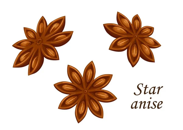 Star Anise Vector Food Spice Seasoning Condiment Brown Seeds Star — Stock Vector