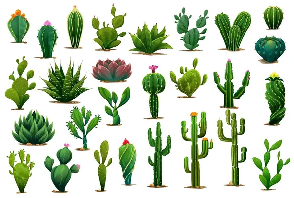 Cartoon Prickly Succulent Cactus Plants Desert Flowers Isolated Vector Green — Stock Vector