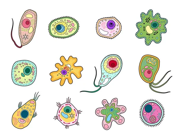 Протиста Простейшие Амёбные Микроорганизмы Амеба Клетки Одноклеточный Организм Вектор Бактерии — стоковый вектор