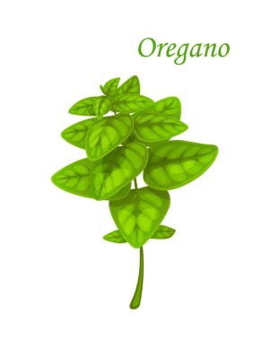 Oregano or marjoram herb, vector green leaves and stem of spice plant or kitchen herb. Isolated branch of sweet marjoram, fresh oregano leaves of herbal medicine, food spice, seasoning or condiment