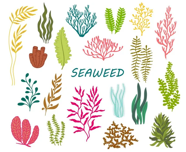 Underwater Seaweed Plants Aquarium Ocean Deep Weed Tropical Sea Water — Stock Vector