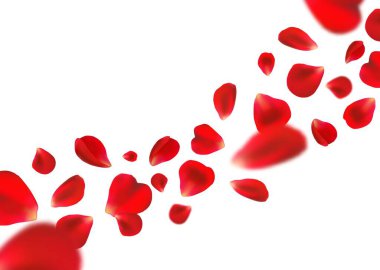 Flying rose petals isolated vector template for wedding or valentines card. Realistic 3d red flower petals flow, blooming blossoms, floral romantic background with flower petals falling motion
