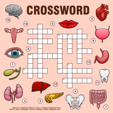 Human organs, crossword grid or find word quiz game, vector worksheet. Medical crossword to guess words of body anatomy organs, parts and bones, heart and lungs, eye and lips, spine and tooth