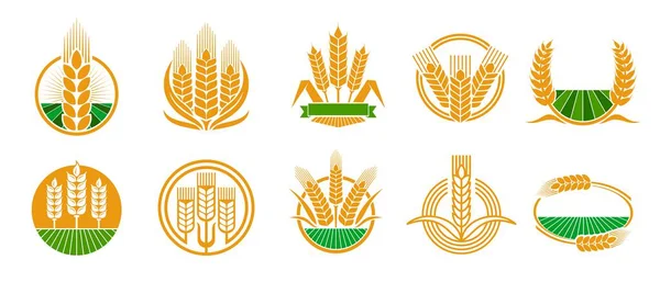 Cereal Ear Spike Icons Wheat Rye Barley Rice Millet Vector — Image vectorielle