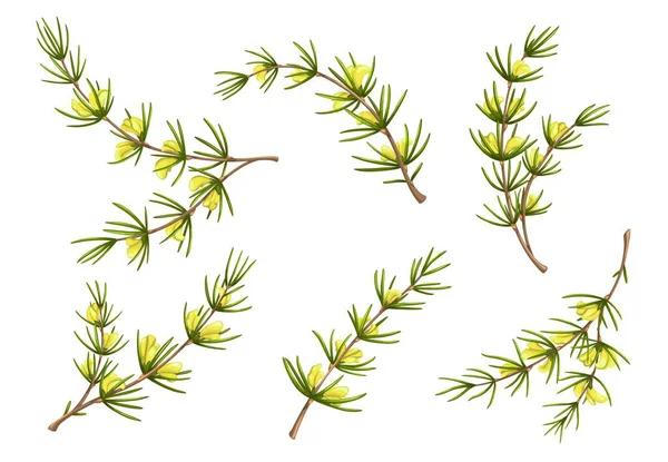 Мультфильм Изолированные Rooibos Растения Цветами Redbush Куст Красный Чай Векторные — стоковый вектор