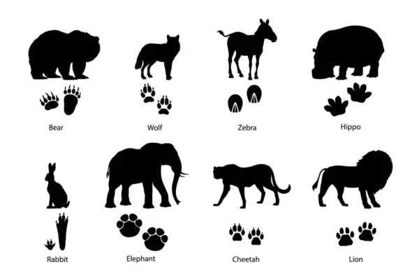 Tierische Fußabdrücke Und Silhouetten Grizzlybär Wolf Zebra Und Nilpferd Kaninchen — Stockvektor