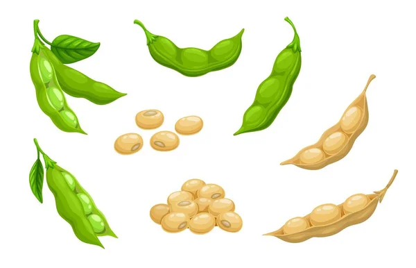 生大豆 大豆ポッド分離ベクトルセット 緑の新鮮で乾燥した豆の殻種と葉 そばの自然野菜の植物 健康食品漫画大豆 有機野菜 — ストックベクタ