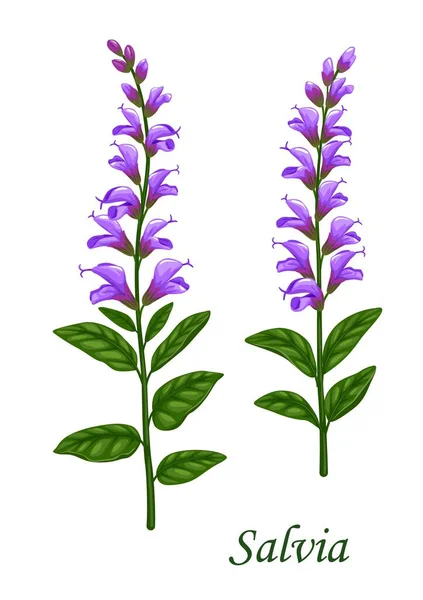 Salvia Salie Kruid Met Groene Bladeren Bloemen Voedselingrediënt Van Kruidengeneesmiddelen — Stockvector