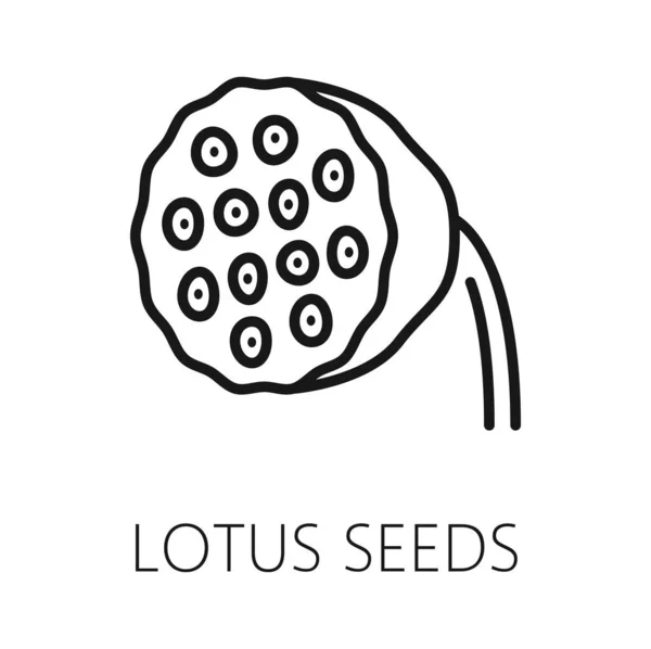 Nasiona Lotosu Odizolowana Ikona Zarysu Wektor Zdrowej Żywności Organicznej Cienkiej — Wektor stockowy