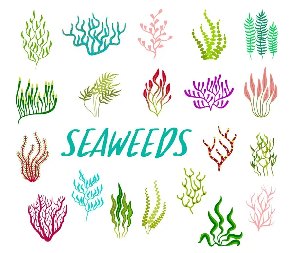 Unterwasserpflanzen Aquarien Und Meeresalgen Cartoon Vektor Set Von Bunten Korallenriffen — Stockvektor