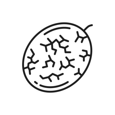 Soyulmuş rambutan ya da lichee izole edilmiş tropikal meyve çizgisi ikonu. Vector lychee Thai meyvesi, egzotik litchi, sabunlu vejetaryen yemeği tatlı