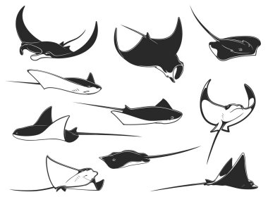 Manta vatozu, vatoz ve kramp balığı. Su altı hayvanları. Okyanus mercanı vahşi yaşam ve deniz yatağı tek renkli taşıyıcı yaratıklar. Işın ışını, şeytan balığı ya da kaykay, çivili mataray balığı.