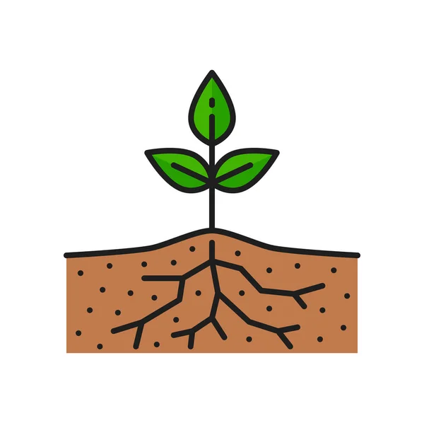 植物在土壤生长中 农业彩线图标 生长在地面 农业或农艺学象形文字中的带有芽根的植物种植矢量图标 种子萌发 农耕轮廓符号 — 图库矢量图片