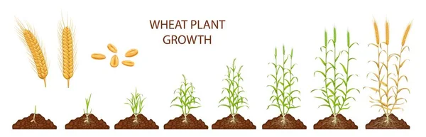 Weizenwachstum Stadien Vektorlebenszyklus Von Getreide Landwirtschaftliche Nutzpflanze Weizensetzlinge Und Sprossen — Stockvektor