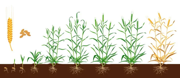 Buğday Büyüme Aşamaları Tohum Geliştirme Döngüsü Tarım Ürünü Tarım Bitkisi — Stok Vektör
