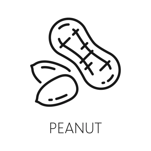Peanut Isolated Outline Groundnut Vegetarian Food Icon Vector Peanut Oil — Stock Vector
