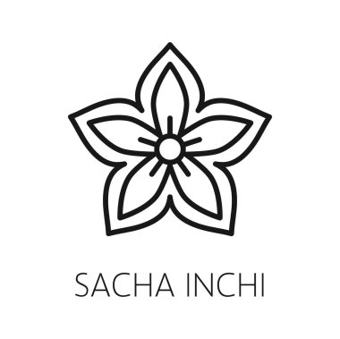 Sacha inchi çiçeği ve tohumlar izole edilmiş dış hat ikonu. Vektör süper yiyecek Sacha inchi, şifalı bitki, organik gıda çeşnisi ince çizgi