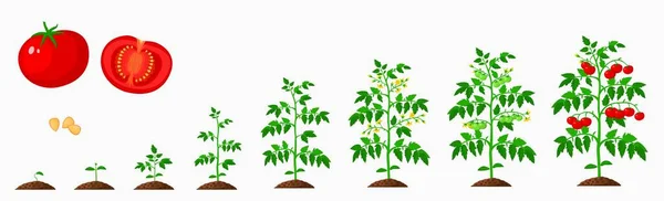 Domates Büyüme Aşamaları Bitkisel Yaşam Döngüsü Vektör Tarım Tarım Mahsulleri — Stok Vektör
