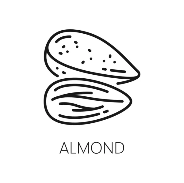殻状のアーモンドの種は 硬い殻の輪郭アイコンに果実の滴を隔離しました ベクトル食用種子 自然菜食 有機健康的なスーパーフード — ストックベクタ