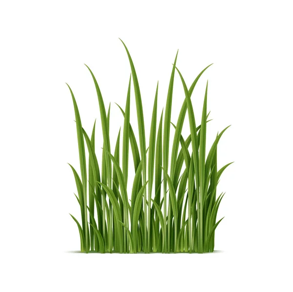 Realistische Groene Cluster Van Gras Met Ingewikkelde Details Geïsoleerde Vector — Stockvector