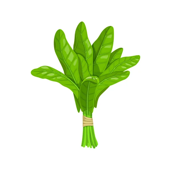 Cartoon Oseille Salade Légumes Marché Agricole Produit Mûr Nourriture Végétarienne — Image vectorielle