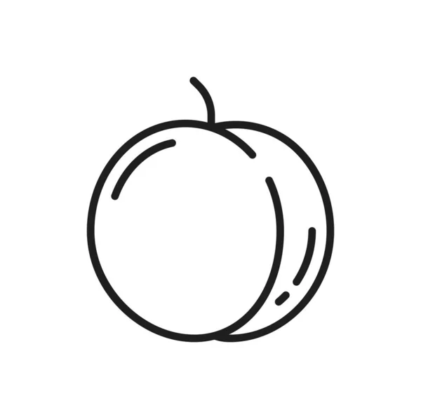 Aprikose Pfirsich Oder Pflaume Isolierte Rohe Fruchtlinie Symbol Vektorgesammeltes Obst — Stockvektor