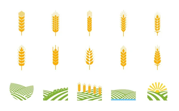大麦耕地 农业产业 作物农场 粮食市场或农业公司的病媒标志 手工啤酒厂标志或带有水稻 小麦和大麦穗的象形文字图 — 图库矢量图片