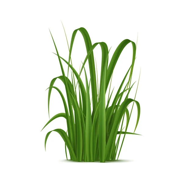 Realistisch Gras Weelderige Groene Messen Met Zachte Textuur Geïsoleerde Vector — Stockvector