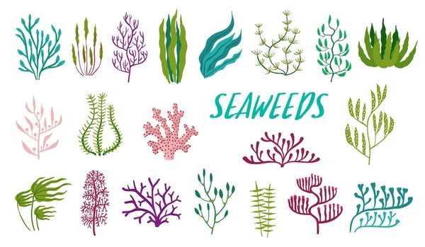 Algenpflanzen Unter Wasser Aquarium Und Meeresalgen Laminarien Codium Und Nitella — Stockvektor