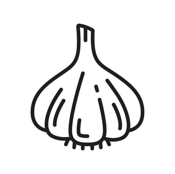 Bulb Garlic Unpeeled Clove Isolated Vegetable Line Icon Vector Spice — Stock Vector