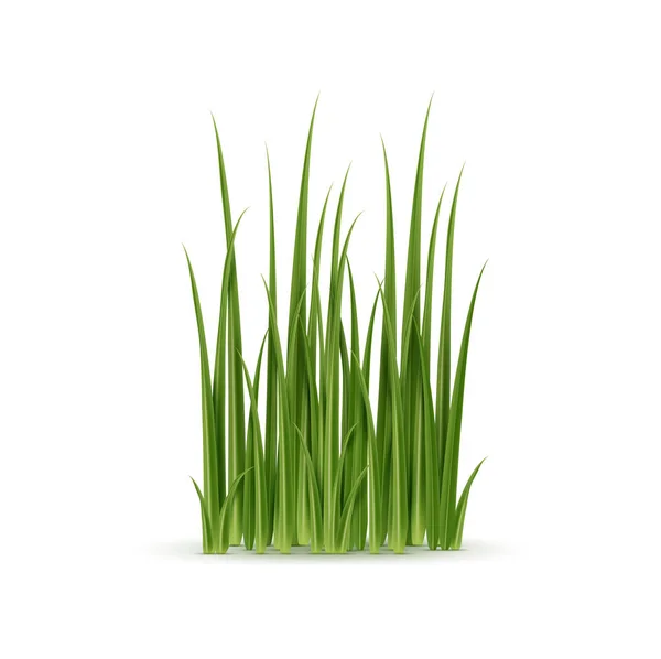 Realistisch Groen Gras Geïsoleerde Vector Gedetailleerde Cluster Van Natuurlijke Plantenbladen — Stockvector