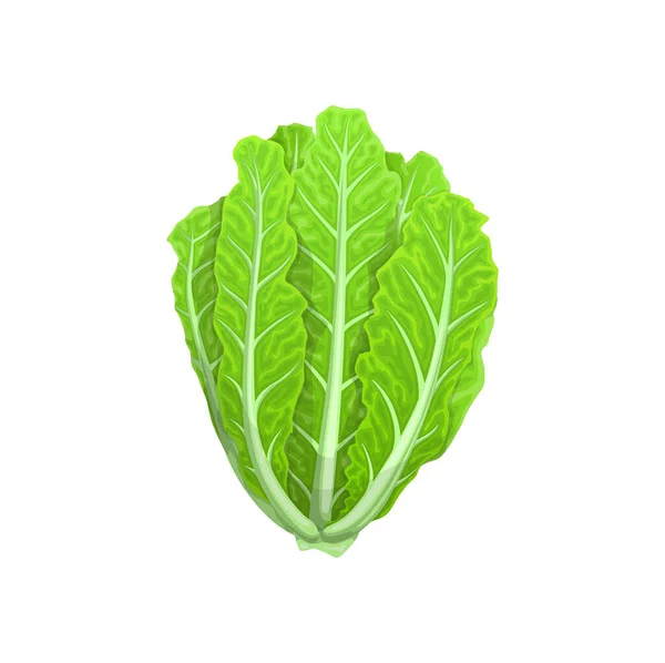 Cartoon Romano Salad Vegetable Leaf Lettuce Food Salad Cooking Isolated — Stock Vector