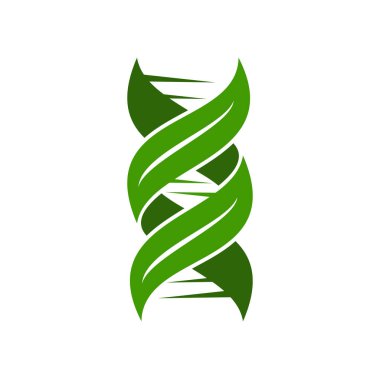 Yaprak DNA ikonu, yeşil gen sarmalı olan bitki sembolü, vektör doğası, biyoteknoloji araştırması, tıp ve biyoloji bilimi. Biyolojik DNA ipliği, yapraklı yeşil hücre kromozomu sarmalı.