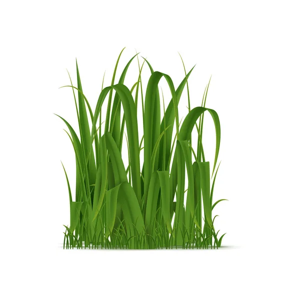 环保运动 园艺或美化产品或环保意识活动所需的实际绿色草丛 孤立的3D病媒天然新鲜植物叶片 — 图库矢量图片