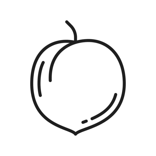 Pfirsich Ganze Frucht Isolierte Pflaume Aprikosenbeere Dünne Linie Symbol Vektorpflaumenfrüchte — Stockvektor