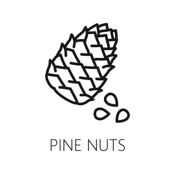 Pine Nuts Cone Isolated Outline Icon Vector Organic Healthy Food — Stock Vector