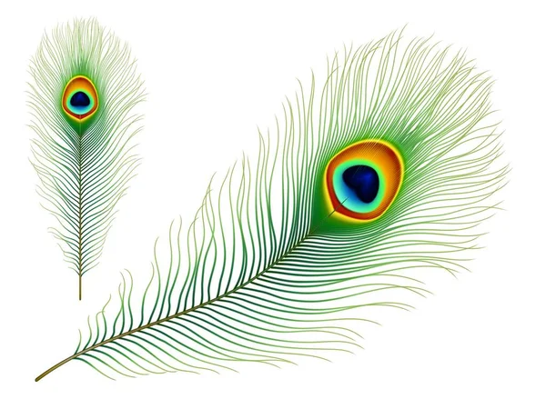 Pfauenfedern Exotische Tropische Vögel Realistischen Vektor Bunte Grüne Feder Mit — Stockvektor