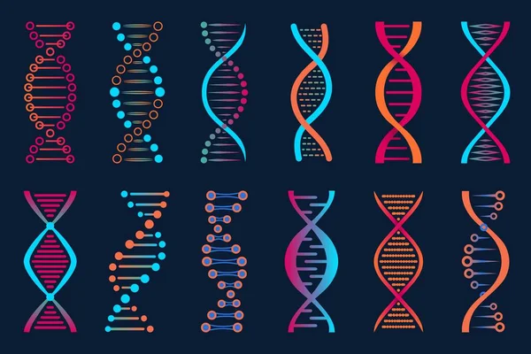 Dna载体图标 生物科学 生物化学实验室和生物技术公司病媒标志 带有Dna螺旋或抽象螺旋的人类基因组染色体研究 进化符号或图形图标 — 图库矢量图片