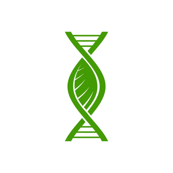 植物Dna图标 叶子和绿色基因螺旋线载体象征着生物技术的研究 生物学和医学 植物细胞Dna 带有绿叶标志的染色体螺旋 有机遗传学 — 图库矢量图片