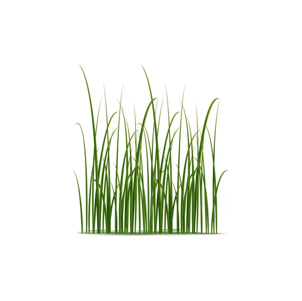 Realistic Reed Sedge Grass Grow Wetlands Marshes Isolated Vector Slender — Stock Vector