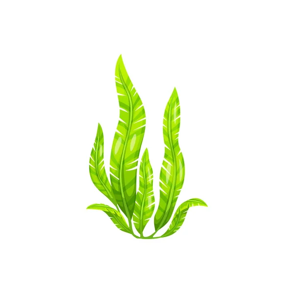 Мультипликационное Подводное Растение Caupa Seaweed Аквариум Морские Водоросли Коралловые Рифы — стоковый вектор