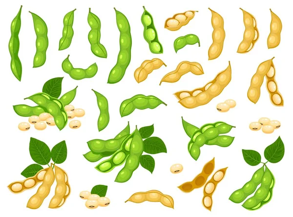 Rohe Sojabohnen Isolierte Sojabohnen Mit Blättern Trockene Sojabohnenschote Mit Samen — Stockvektor