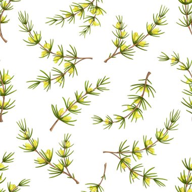 Cartoon rooibos plant with flowers, redbush seamless pattern, vector background. Rooibos flower and leaf pattern for tea herbal drink, natural herb bush and green floral ornament for tile background clipart