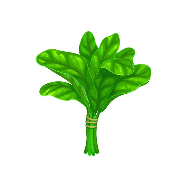 Cartoon Épinards Salade Légumes Ferme Légumes Biologiques Agriculture Des Récoltes — Image vectorielle
